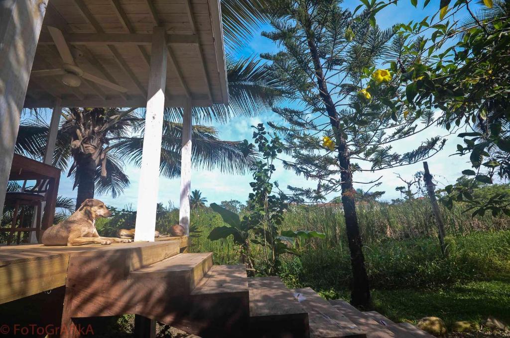 Cabarete Surf Camp Hotel ภายนอก รูปภาพ